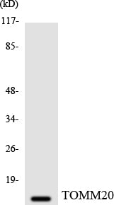 Tom20 Rabbit Polyclonal Antibody