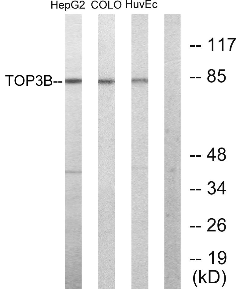 Topo IIIβ-1 Rabbit Polyclonal Antibody