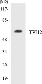 TPH2 Rabbit Polyclonal Antibody