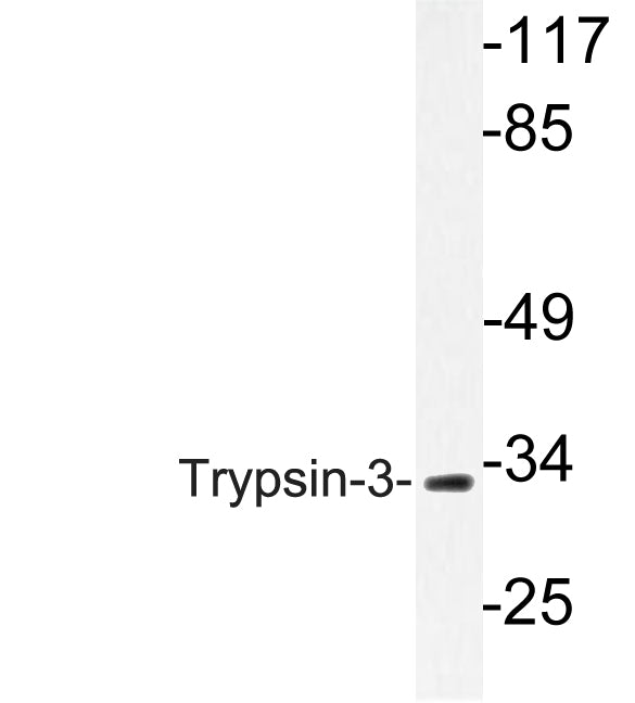 Trypsin-3 Rabbit Polyclonal Antibody