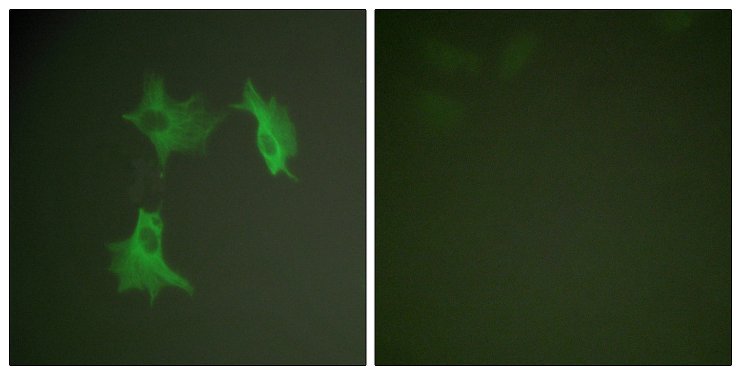 Tubulin α Rabbit Polyclonal Antibody