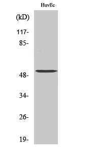 Tubulin α-3C/D/E Rabbit Polyclonal Antibody