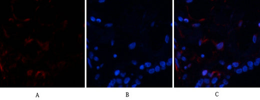 Ub Rabbit Polyclonal Antibody