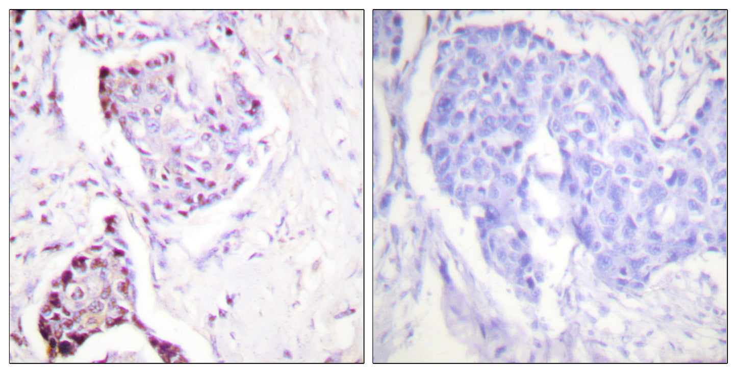 Ub Rabbit Polyclonal Antibody