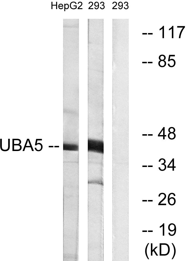 Uba5 Rabbit Polyclonal Antibody