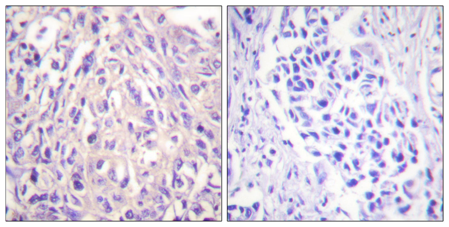 UBE1L Rabbit Polyclonal Antibody