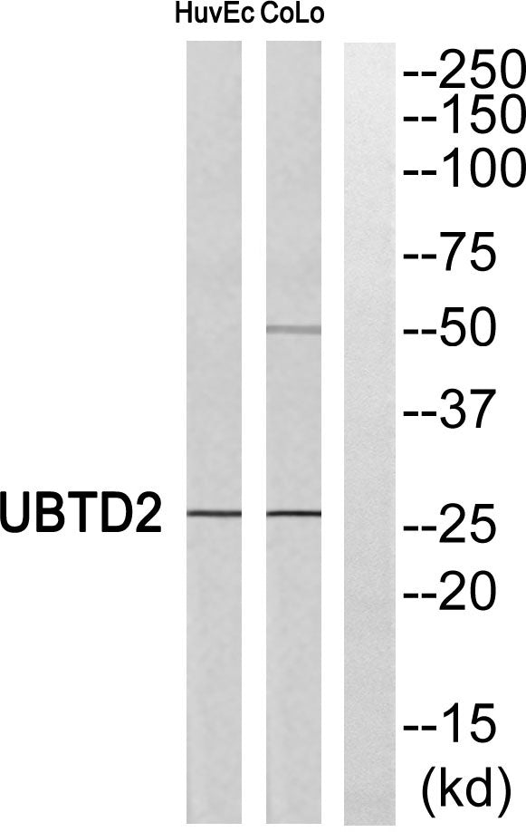 UBTD2 Rabbit Polyclonal Antibody