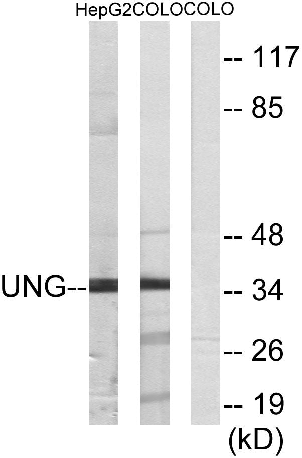 UDG Rabbit Polyclonal Antibody
