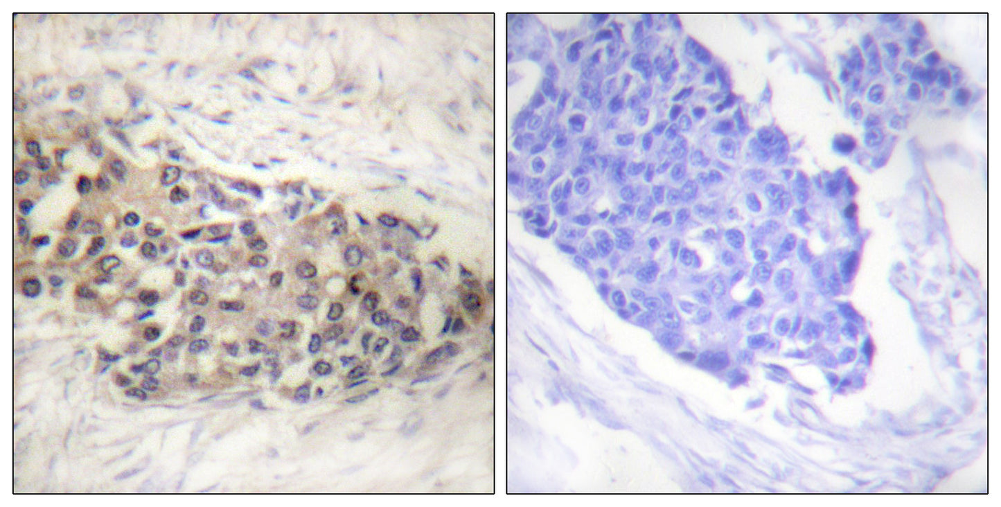 USF-2 Rabbit Polyclonal Antibody