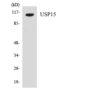 USP15 Rabbit Polyclonal Antibody