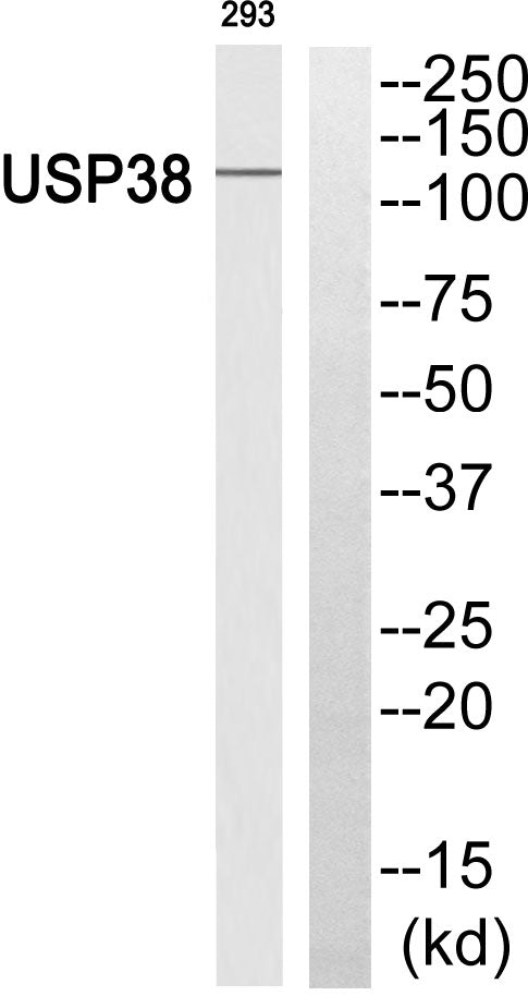 USP38 Rabbit Polyclonal Antibody