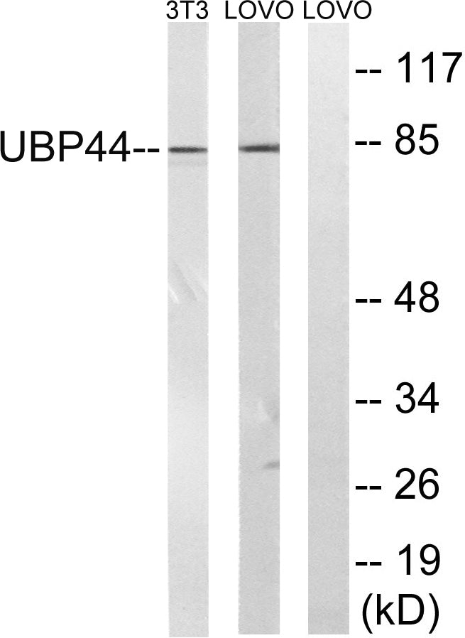 USP44 Rabbit Polyclonal Antibody