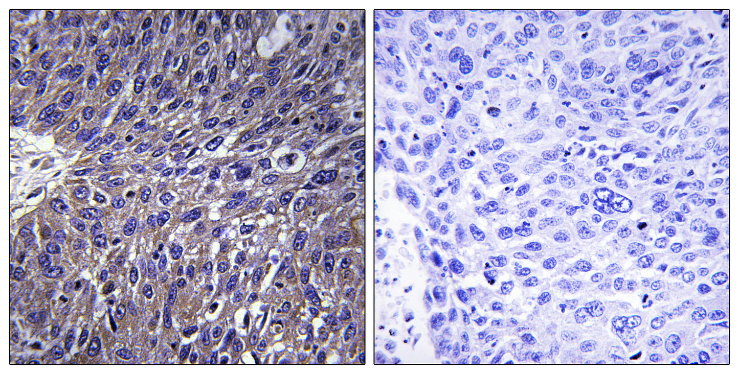 USP50 Rabbit Polyclonal Antibody