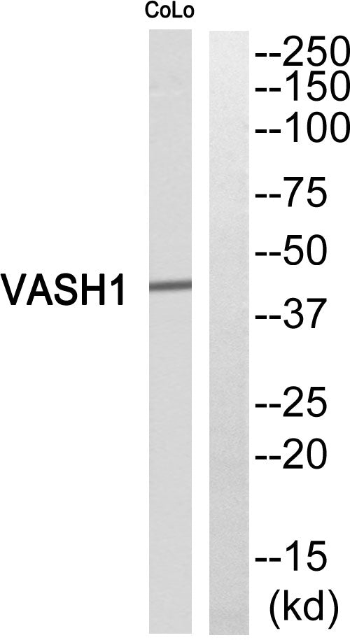 Vasohibin Rabbit Polyclonal Antibody