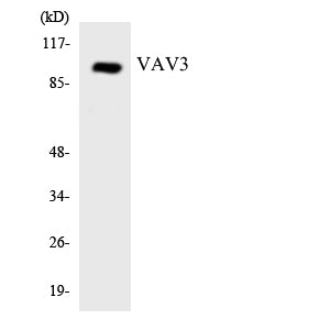 Vav3 Rabbit Polyclonal Antibody