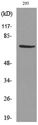 VGF Rabbit Polyclonal Antibody