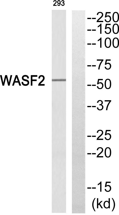 WAVE2 Rabbit Polyclonal Antibody