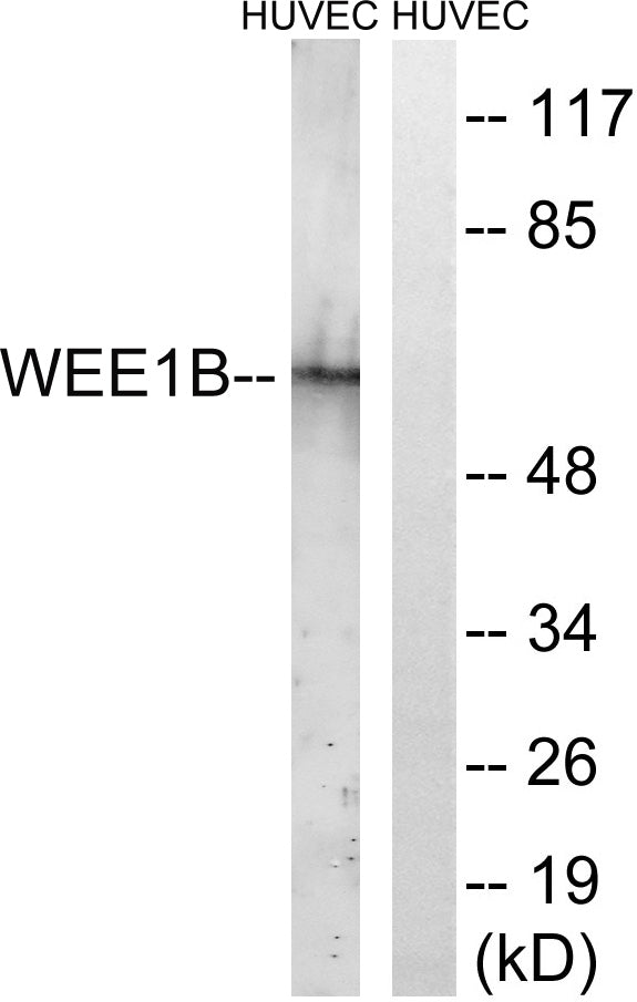 Wee 2 Rabbit Polyclonal Antibody