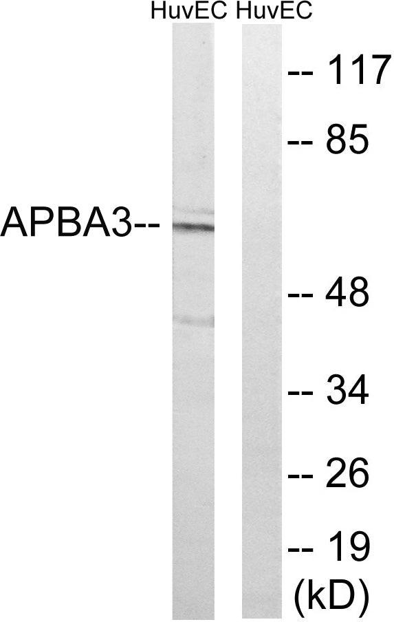 X11γ Rabbit Polyclonal Antibody