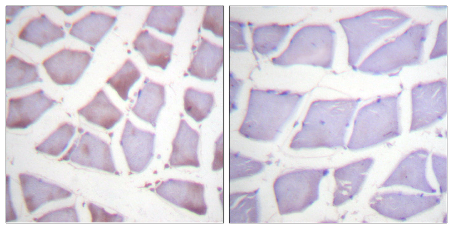 XIAP Rabbit Polyclonal Antibody