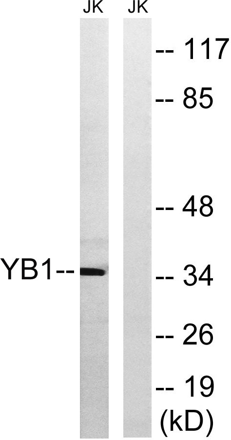 YB-1 Rabbit Polyclonal Antibody