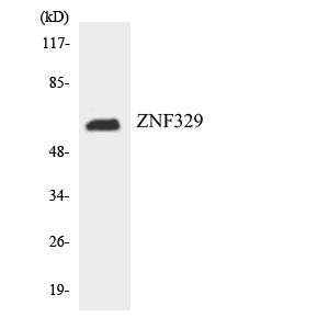 ZNF329 Rabbit Polyclonal Antibody