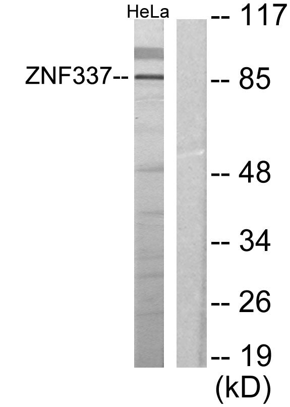 ZNF337 Rabbit Polyclonal Antibody