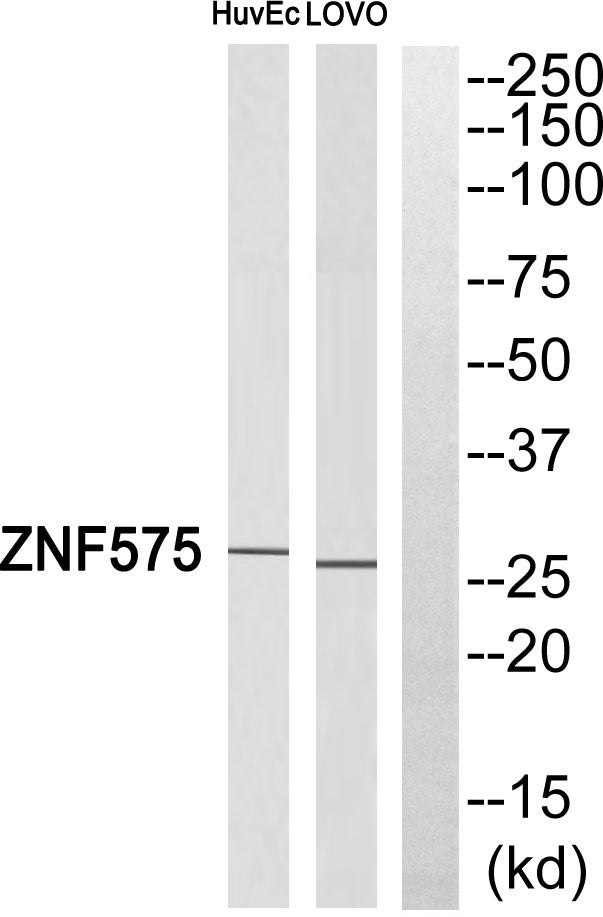 ZNF575 Rabbit Polyclonal Antibody