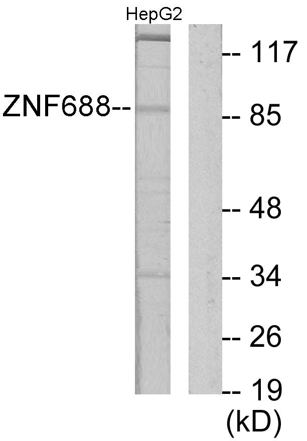 ZNF785 Rabbit Polyclonal Antibody
