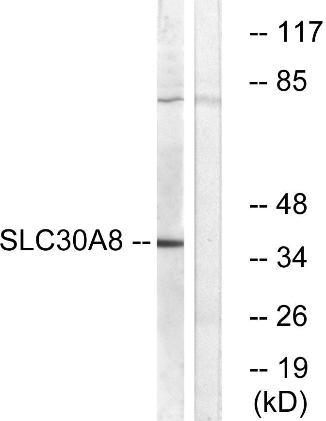 ZnT-8 Rabbit Polyclonal Antibody