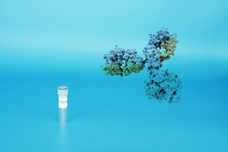 Mouse monoclonal antibody to Human CD71 (Clone T56/14) - AffinityImmuno