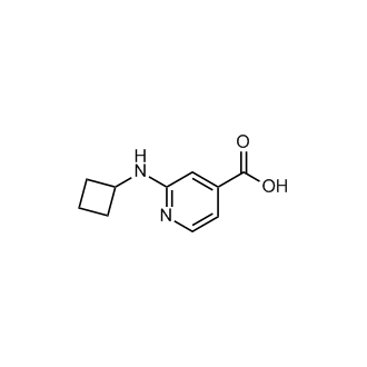 2-(Cyclobutylamino)isonicotinic acid
