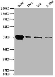 6*His Monoclonal Antibody