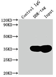Flag Tag Monoclonal Antibody