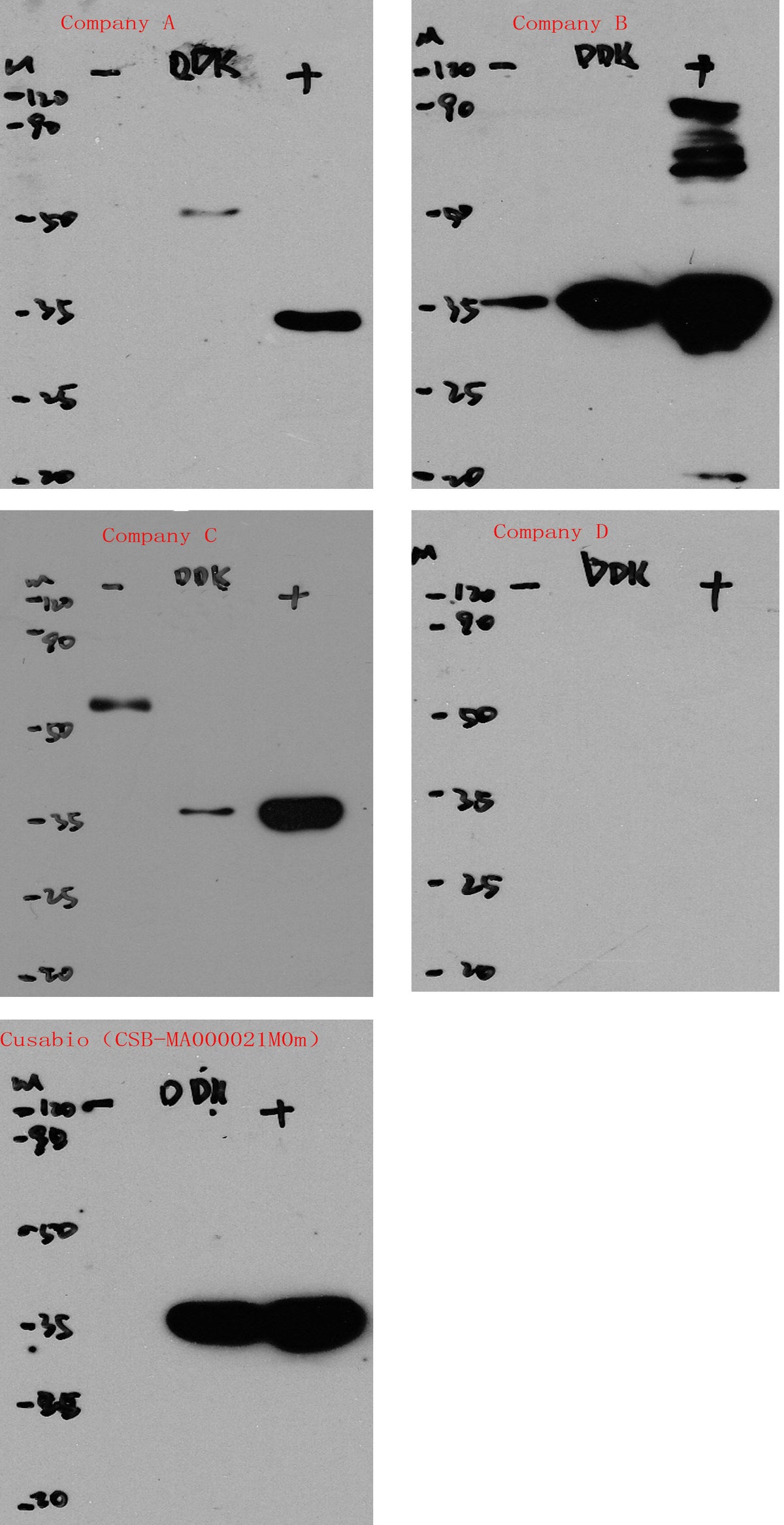 Flag Tag Monoclonal Antibody