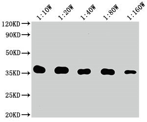 Flag Tag Monoclonal Antibody