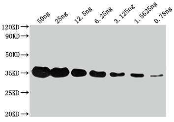 Flag Tag Monoclonal Antibody