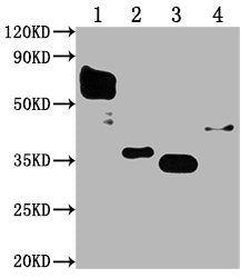 Flag Tag Monoclonal Antibody