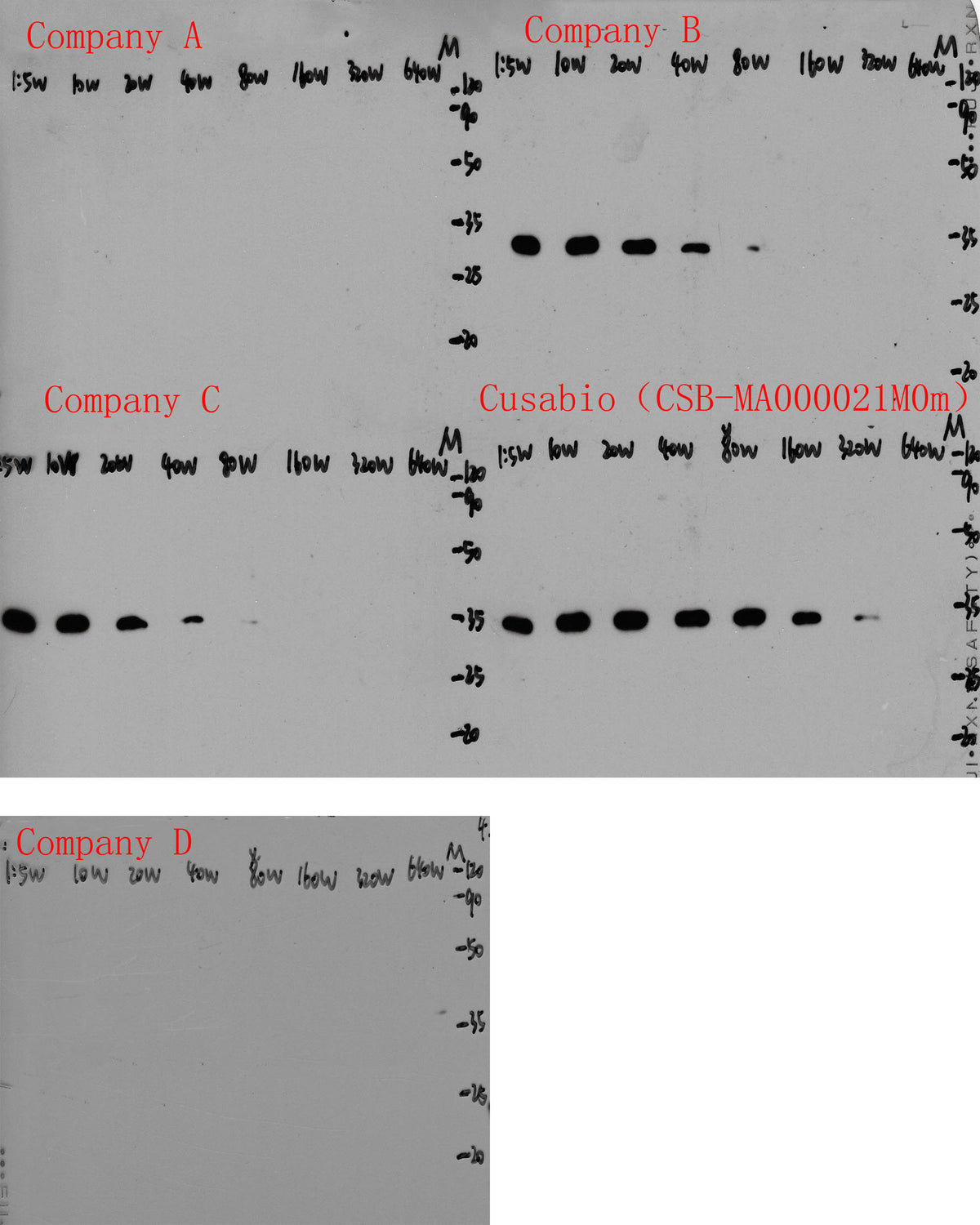 Flag Tag Monoclonal Antibody