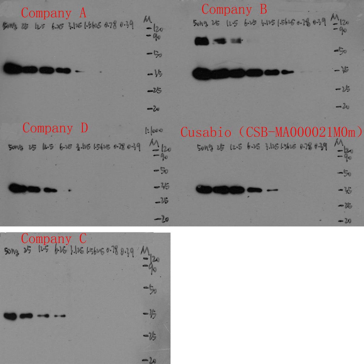 Flag Tag Monoclonal Antibody