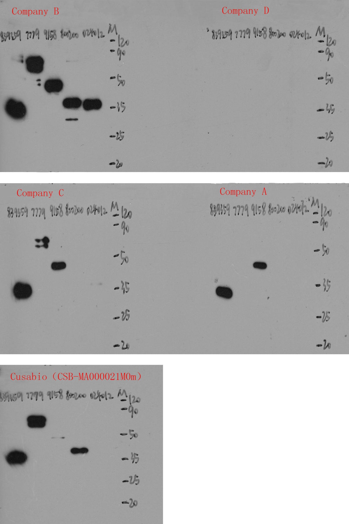 Flag Tag Monoclonal Antibody