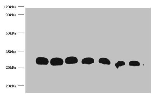 GST Monoclonal Antibody