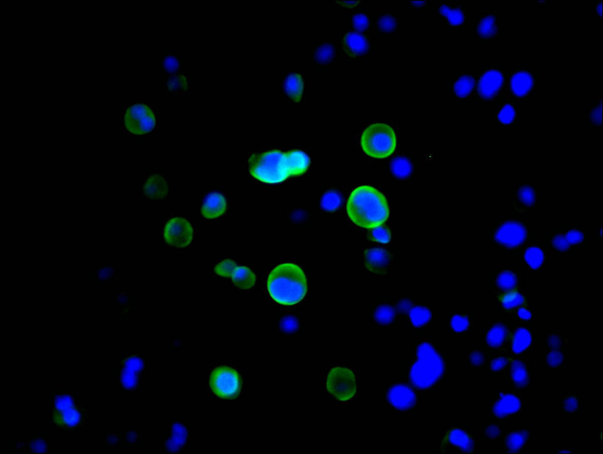 GST Monoclonal Antibody