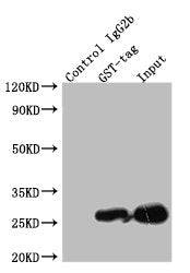 GST Monoclonal Antibody