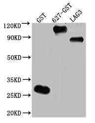 GST Monoclonal Antibody