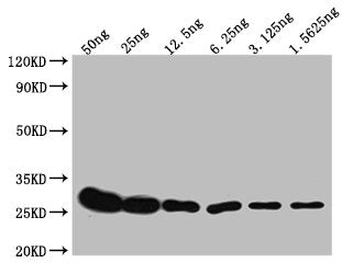 GST Monoclonal Antibody