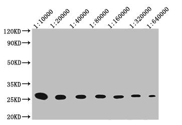 GST Monoclonal Antibody