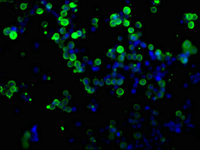 Myc tag Monoclonal antibody