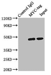Myc tag Monoclonal antibody