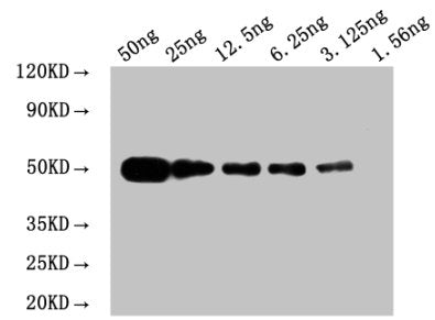 Myc tag Monoclonal antibody